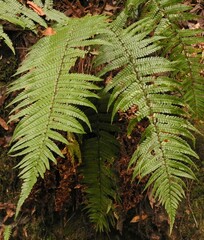 Dryopteris wallichiana