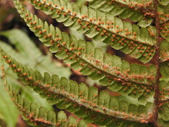 Dryopteris wallichiana