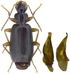 Dromius quadraticollis