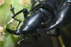 Cactophagus spinolae validus