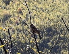 Carpodacus pulcherrimus