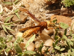 Polistes cavapyta
