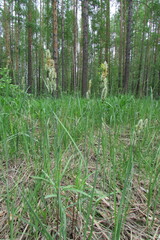 Carex hartmanii