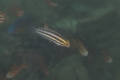 Petroscirtes breviceps