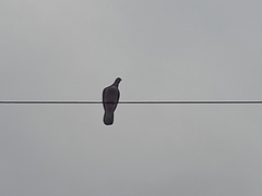 Patagioenas cayennensis