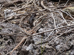 Aspidoscelis gularis