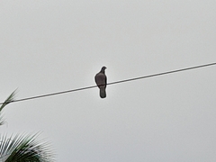 Patagioenas cayennensis