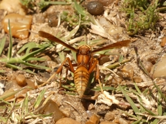 Polistes cavapyta