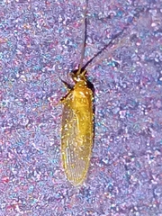 Hemerobius nitidulus