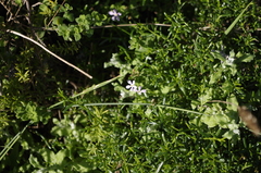 Chaenostoma hispidum