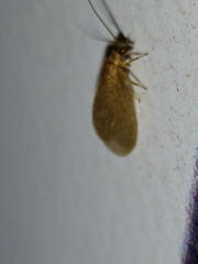 Hemerobius nitidulus