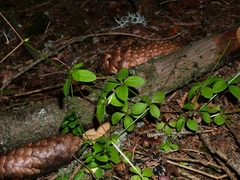 Galium rotundifolium