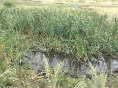 Typha orientalis