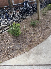 Leiocephalus carinatus