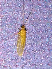 Hemerobius nitidulus