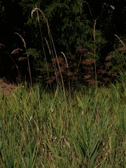 Phalaris arundinacea arundinacea