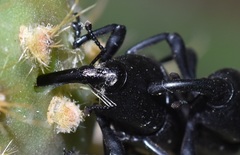 Cactophagus spinolae validus