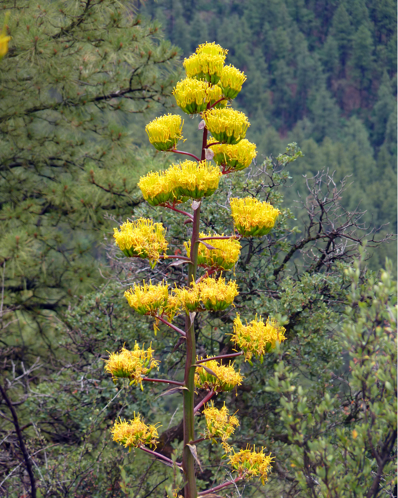 goldenflower century plant