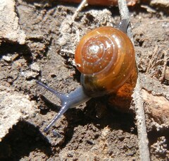 Oxychilus navarricus