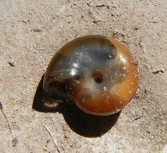 Oxychilus navarricus