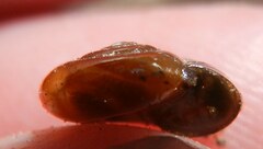 Oxychilus navarricus