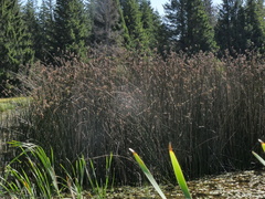 Schoenoplectus lacustris