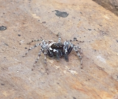 Menemerus semilimbatus