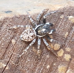 Menemerus semilimbatus
