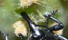 Cactophagus spinolae validus