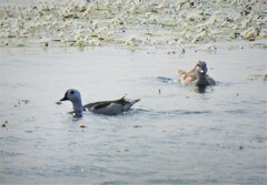 Nettapus coromandelianus