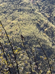 Carpodacus pulcherrimus