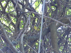 Todirostrum poliocephalum