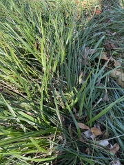 Paspalum dilatatum