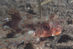 Dactyloptena orientalis