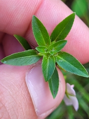 Sauvagesia erecta