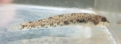 Etheostoma stigmaeum