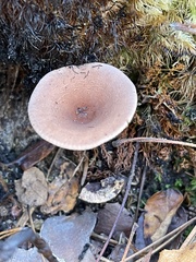 Lactarius glyciosmus