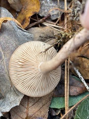 Lactarius glyciosmus