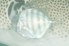 Turrum coeruleopinnatum