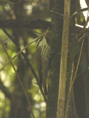 Lepidocolaptes angustirostris