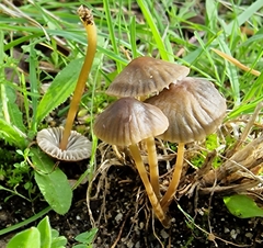 Mycena olivaceomarginata