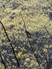 Carpodacus pulcherrimus