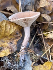 Lactarius glyciosmus