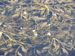 Potamogeton lucens