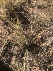 Scleropogon brevifolius