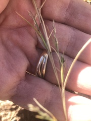 Scleropogon brevifolius