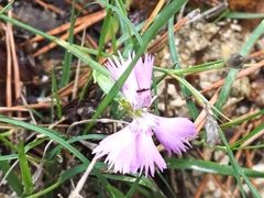 Dianthus hyssopifolius