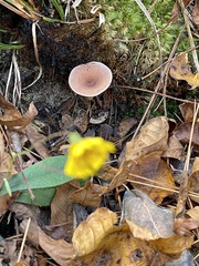 Lactarius glyciosmus