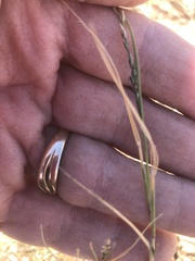 Scleropogon brevifolius