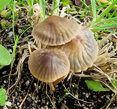 Mycena olivaceomarginata